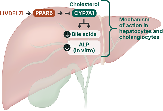 Diagram for LIVDELZI® mechanism of action